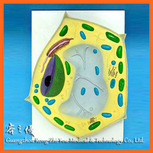 R180115 Enlarged Plant Cell Model for School Supplies Biology Teaching