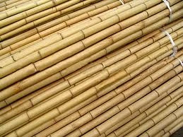 Raw pole bamboo for construction and building materials