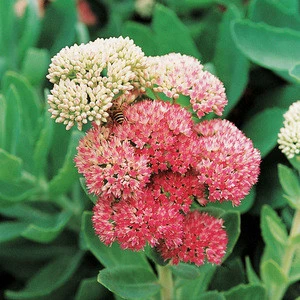 Rhodiola Rosea Extract Powder, Herbal Supplements
