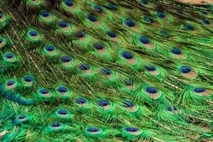 Ringneck Pheasant Tail Feathers , Bleached, Dyed Ringneck Pheasant tail feathers Suppliers