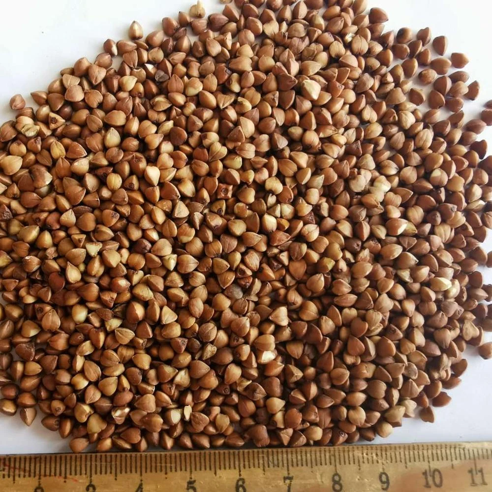 roasted buckwheat kernel unhulled with best quality and competitive price