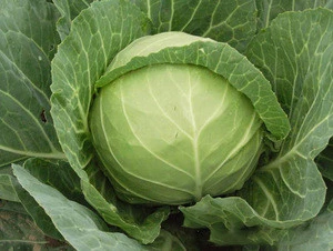 Round Fresh Green Cabbage