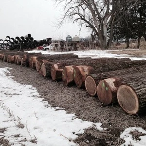 Round logs - Black Walnut Logs
