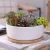 Import Round succulent ceramic planter pot with bamboo tray from China