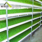 Single-span Agriculture Greenhouse with powerful NFT vertical hydroponics growing system