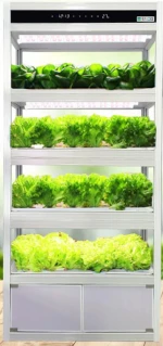 Small intelligent home hydroponic lettuce aquaphonics growing system