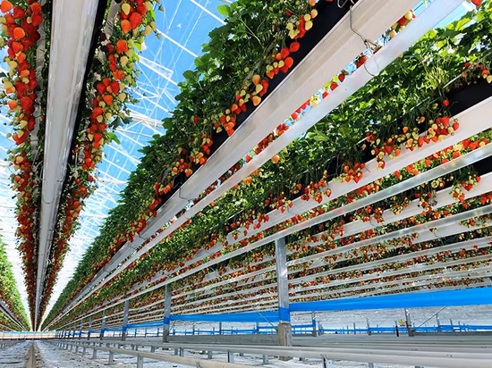 Import Soilless Cultivation Hydroponic Strawberry Gutter for Sale from China