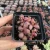 Import Stunning succulents live naural succulent plants with attractive pricelist from China