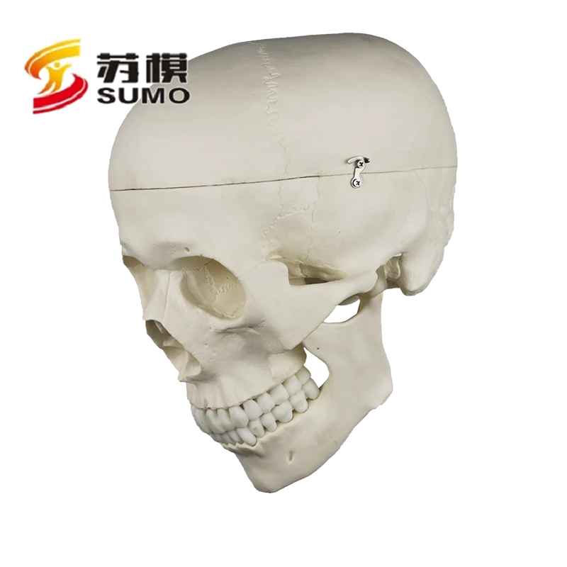 SUMO 3-Part Human Skull Life-size Skeleton Anatomical Model, medical skeleton for sale