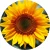 Import Sunflower Seed Kernels For Sale from Kazakhstan