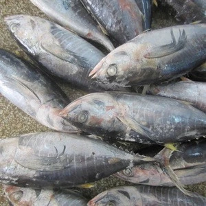 Thailand Seafood Frozen Yellow Fin Tuna Fish