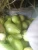 Import The Fresh Fruits Guava Supplier from Egypt