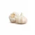 Import top quality dry garlic fresh Indian garlic from India