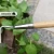 Import Traditional Handheld Draw Hoe Garden Tools SS Blade Heavy Duty Weeding Hoe With Ash Wood Long Handle from China