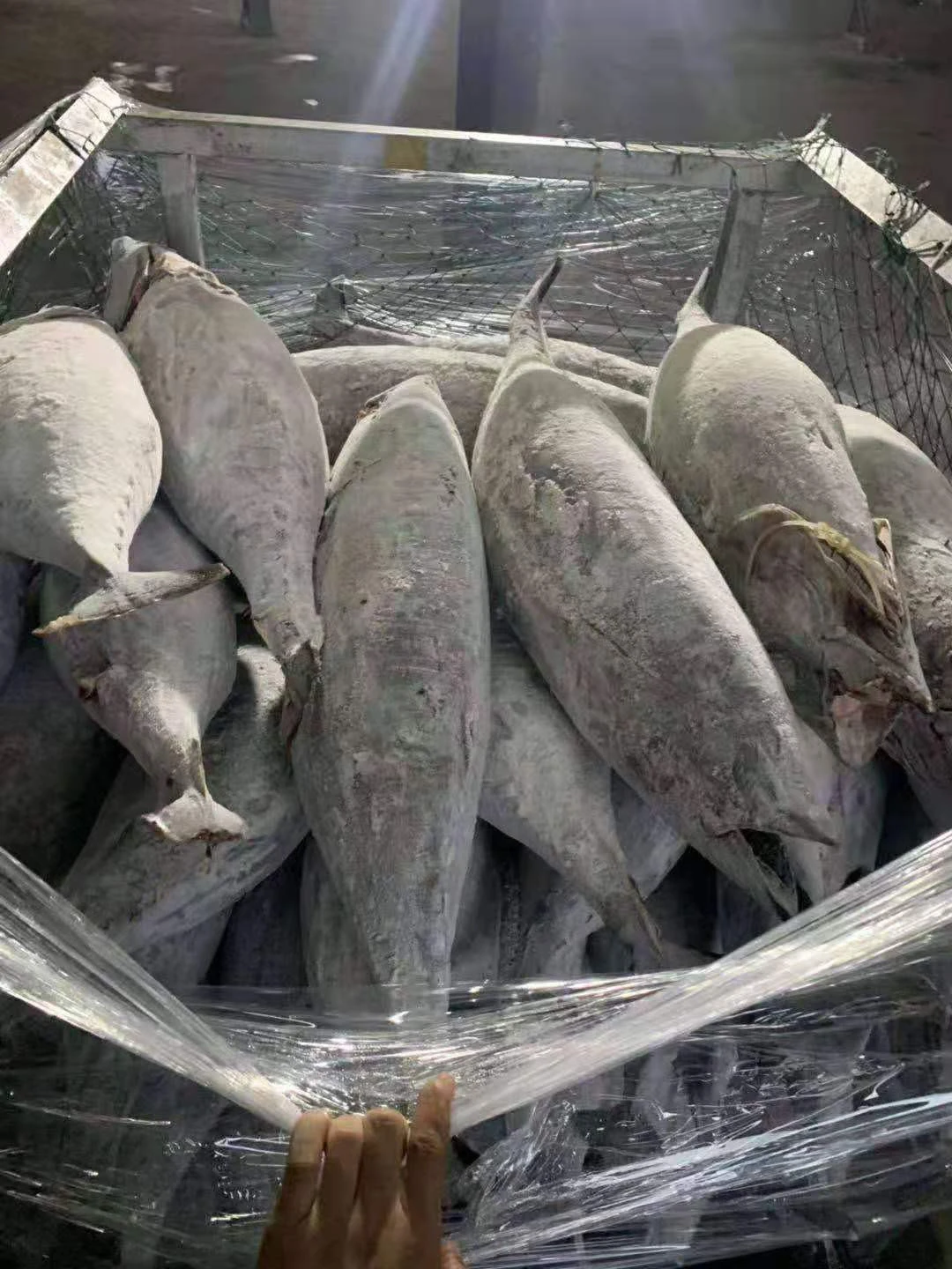 Tuna Sea Frozen Albacore Tuna China Supplier Frozen Yellow Fin Tuna Fish