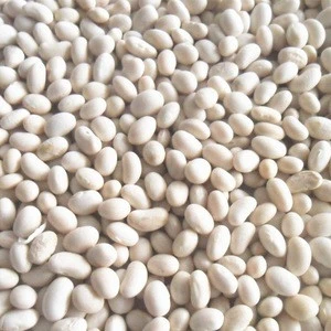 White pea beans navy white kidney beans small bean