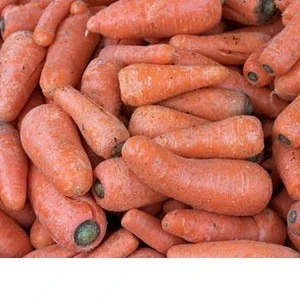 Whole sale Fresh carrots for sale