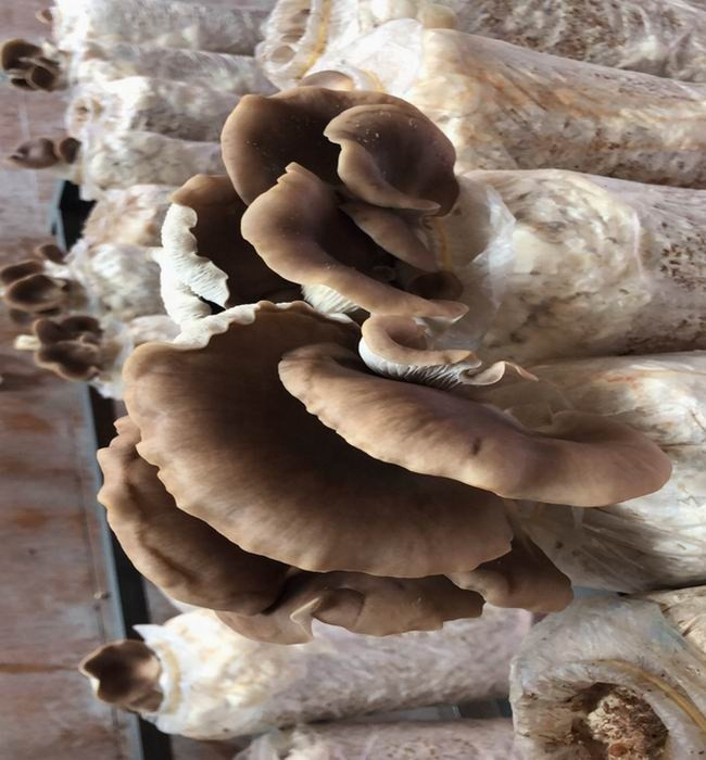 Wholesale Fresh Grey Oyster Mushroom Spawn