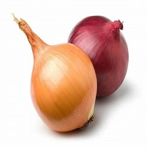 Wholesale Fresh Onion/Yellow Onion/Red Onion at affordable prices