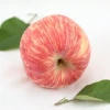 wholesale price apple fruit fresh red delicious apple