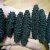 Import Holothuria Dried Sea Cucumber  3-7MM/Wild Dried sea Cucumber from Hungary