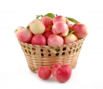 Top guality fresh royal fruit gala apple