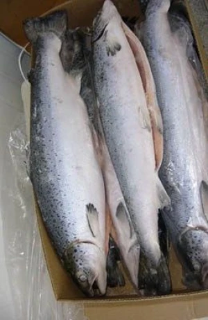 Fresh Norwegian Salmon Fish For Sale