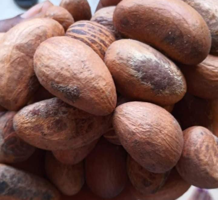 Buy Orgarnic Bitter Kola from BESTA AB GLOBAL TRADING, South Africa