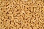 Indian raw wheat in 50kg bags