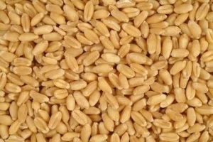 Indian raw wheat in 50kg bags