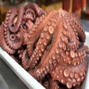 whole cleaned frozen baby octopus for sale in cheap price