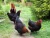 Import Marans chicken for sale +27631521991 from South Africa
