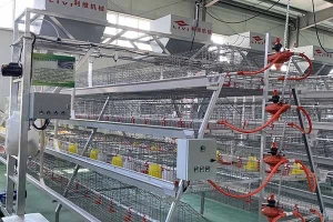 A-type layer battery cage system