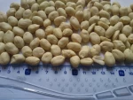 peanut
