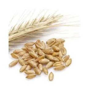High Quality Triticale Grain for Sale – Wholesale Bulk Triticale for Farms, Animal Feed & Bakeries