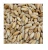 Import High Quality Triticale Grain for Sale – Wholesale Bulk Triticale for Farms, Animal Feed & Bakeries from South Africa