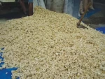Corncob