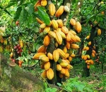 Cocoa beans and palm kernels
