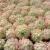 Import 070 Echeveria Makadamia Office Decoration Rare Indoor Plant Floral Natural Succulents Indoor Decorative Woody Plant from China