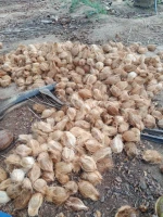 Fresh coconut