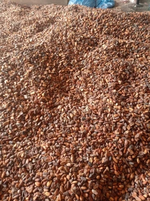 Cocoa Beans