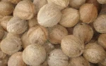 Husked-Semi Husked Coconuts
