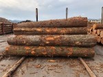 Sugi logs from Japan