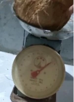Husked Coconuts (Semi/Full Husked)
