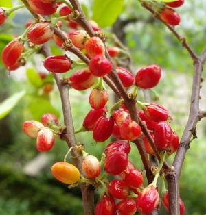 Coca Seeds Tropical & Organic High Germinations / Tropical Coca Nuts