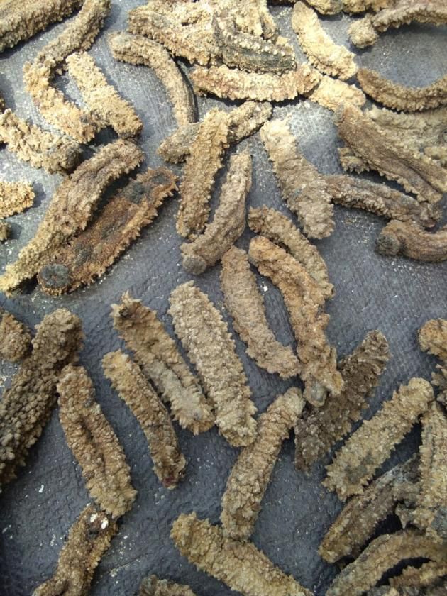 Buy Holothuria Dried Sea Cucumber 37mm/wild Dried Sea Cucumber from