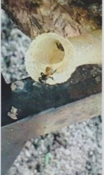 100% Original Pure Stingless Bee Honey, HALAL Certified, GMP (in bulk, 40kg container)