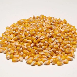 100% Top fine Grain of Dried Yellow Corn For Human and Animal Consumption.