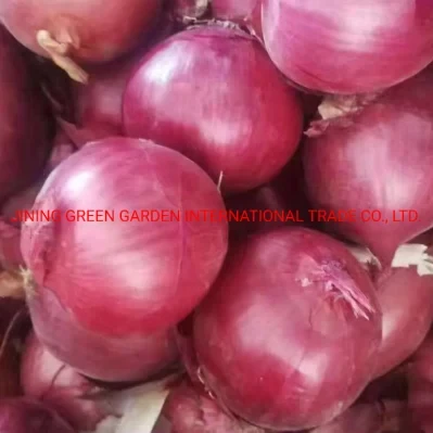 2021 Fresh High Quality 10kg/20kg Mesh Bag Yellow Peeled Onions in Bulk Wholesalers Not From China