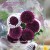 Import 60 To 80 Stem Malaysian Mums Flower For Party Decoration From Yunnan from China
